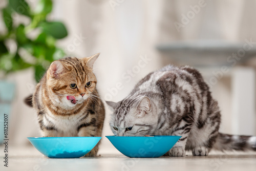 Katze frisst Futter aus Futternapf, Katzenfutter