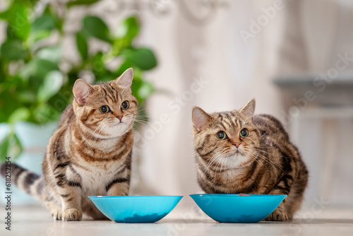 Katze frisst Futter aus Futternapf, Katzenfutter