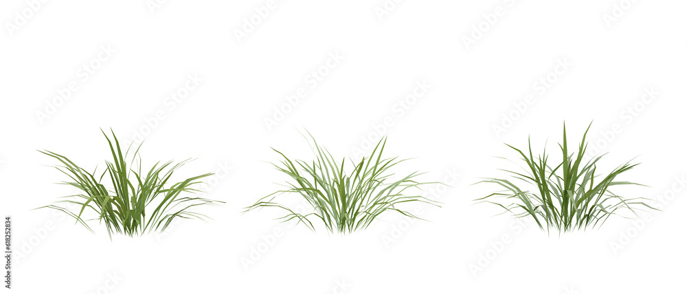Bunches of grass on a transparent background. 3D rendering. Bunches of grass on a transparent background. 3D rendering.