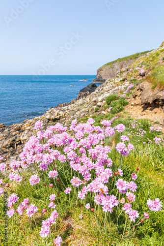 Sea pinks (thrift) flowering on the cliffs beside the Pembrokeshire Coast Path National Trail at Trefin (Trevine) in the Pembrokeshire Coast National Park, Wales UK