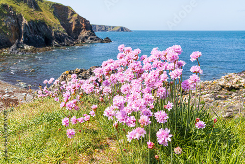 Sea pinks (thrift) flowering on the cliffs beside the Pembrokeshire Coast Path National Trail at Trefin (Trevine) in the Pembrokeshire Coast National Park, Wales UK photo