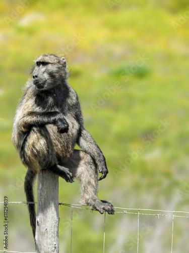 Chacma Baboon Sitting on Fence © Kirsty Nadine
