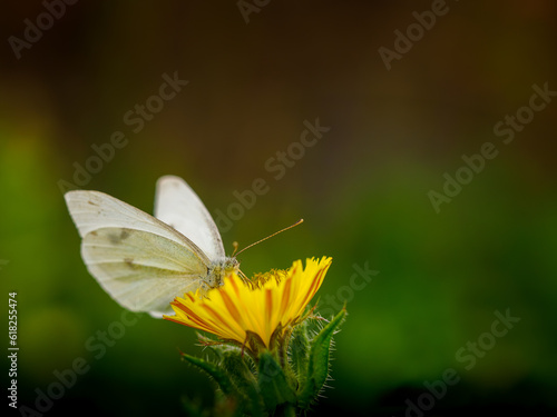 Peris rapae, mariposa © Ricardo