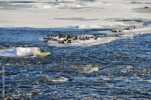 Mallard Ducks Gathered On A Partially Frozen Fox River At De Pere, Wisconsin, In February