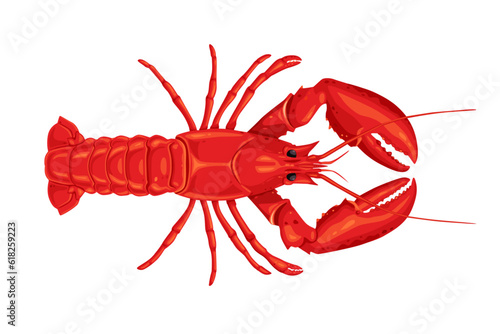 lobster on white background