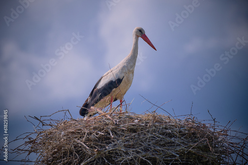 A stork in a nest against a cloudy sky background