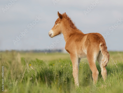 Newborn foal in the meadow