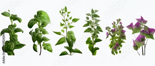 Collection of Petunia Flowers