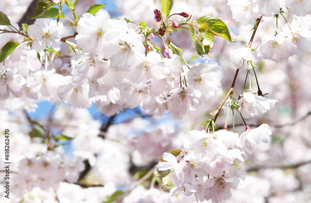 Obraz premium blooming sakura, cherry, apple tree on a sunny spring day