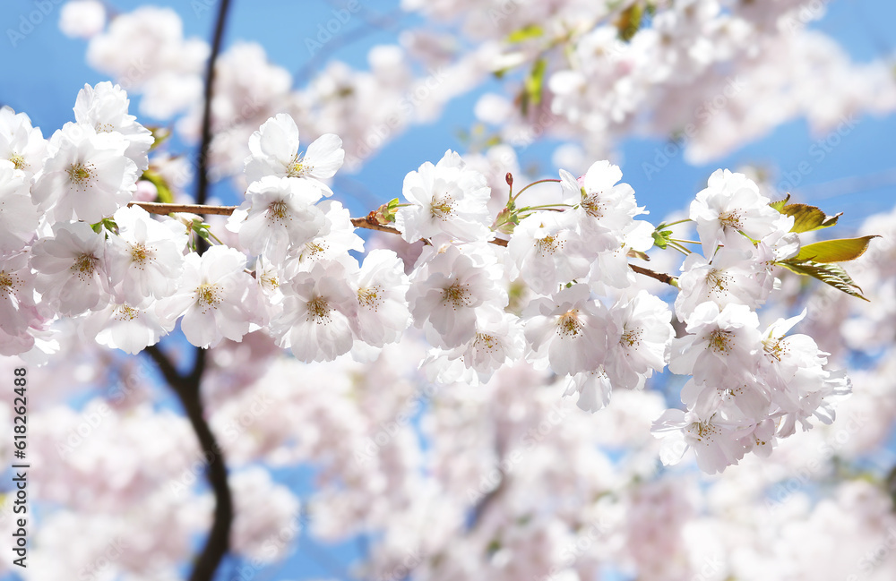 blooming sakura, cherry, apple tree on a sunny spring day