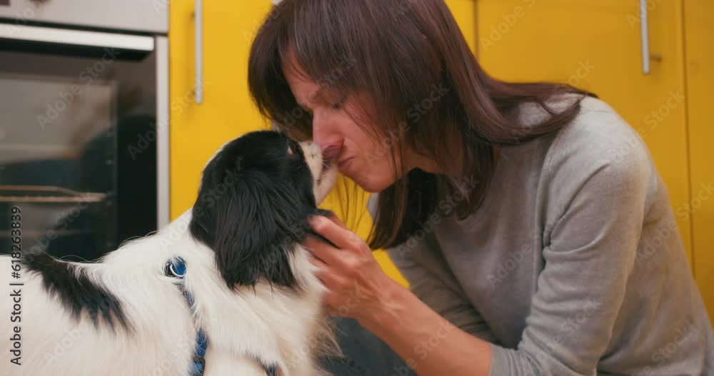 Woman tease pet and scratch cute japanese chin dog, have fun in yellow kitchen Woman tease pet and scratch cute japanese chin dog, have fun in yellow kitchen
