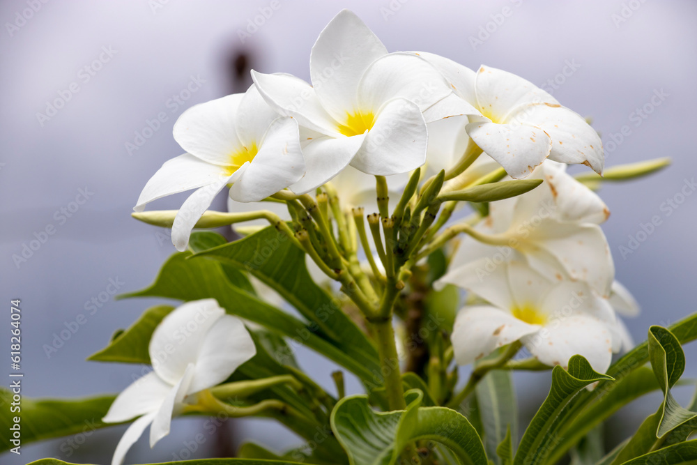 White Colour flower is similar to the frangipani flower White Colour flower is similar to the frangipani flower