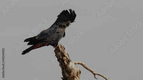 Close-up of the Australian Short-Billed Black Cockatoo (Calyptorhynchus latirostris) sitting on tree top and shrieks, it is a large black cockatoo endemic to southwest Australia. photo