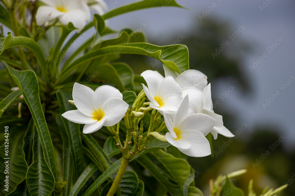 White Colour flower is similar to the frangipani flower White Colour flower is similar to the frangipani flower