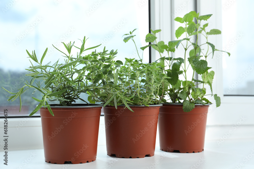 Different fresh potted herbs on windowsill indoors Different fresh potted herbs on windowsill indoors
