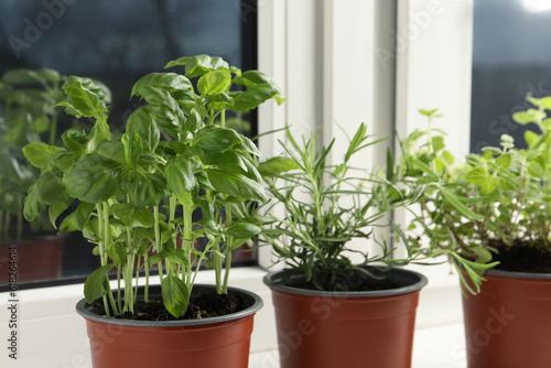 Different aromatic potted herbs on windowsill indoors, closeup © New Africa