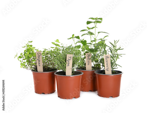 Wallpaper Mural Different aromatic potted herbs isolated on white Torontodigital.ca