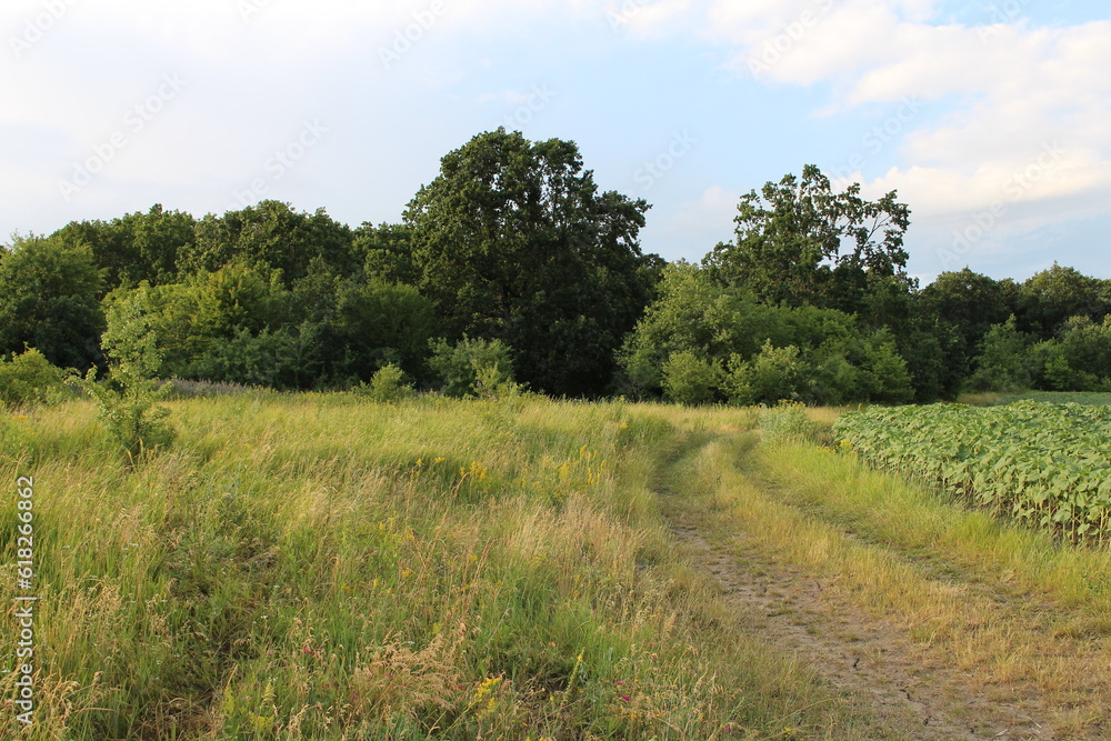 A dirt road through a field with trees