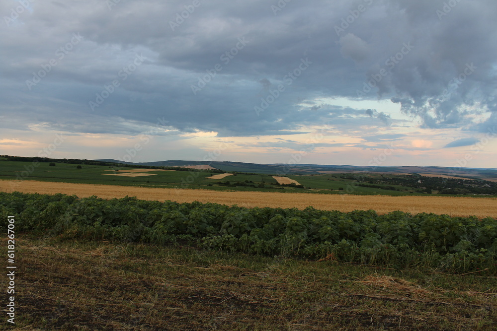 A field of crops and a cloudy sky