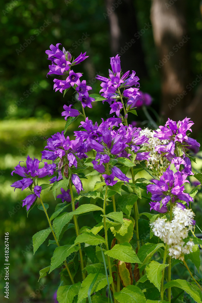 Obraz premium Broadleaf bell ( lat. Campanula latifolia ) is a type species of the genus Bellflower of the Bellflower family