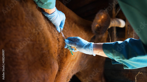 Foto Veterinarian inoculates a cow in the neck against anthrax