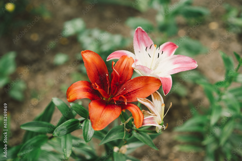 Beautiful lily flowers in the garden. Close-up Beautiful lily flowers in the garden. Close-up