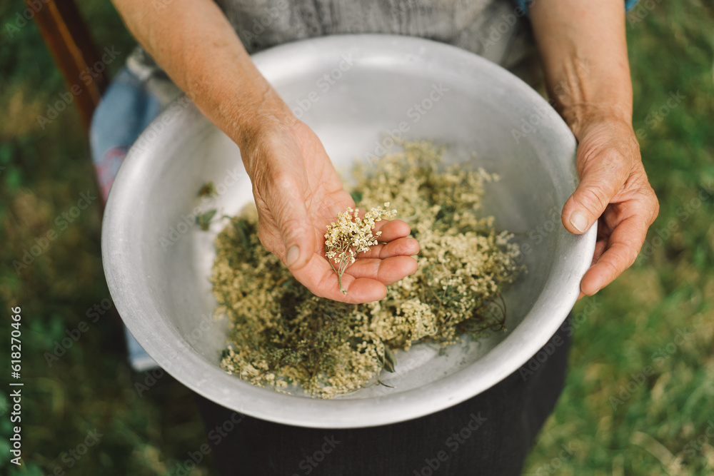 Grandmother holds in hands clusters of dried flowers black elderberry. Sambucus nigra. Alternative medicine Grandmother holds in hands clusters of dried flowers black elderberry. Sambucus nigra. Alternative medicine
