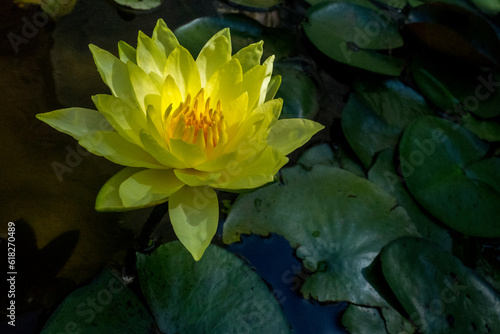 water lily in the pond