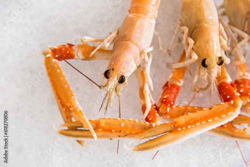 Close-up of a Norway lobster on ice, showcasing its freshness and succulent appeal. Seafood market setout and culinary concepts.  photo