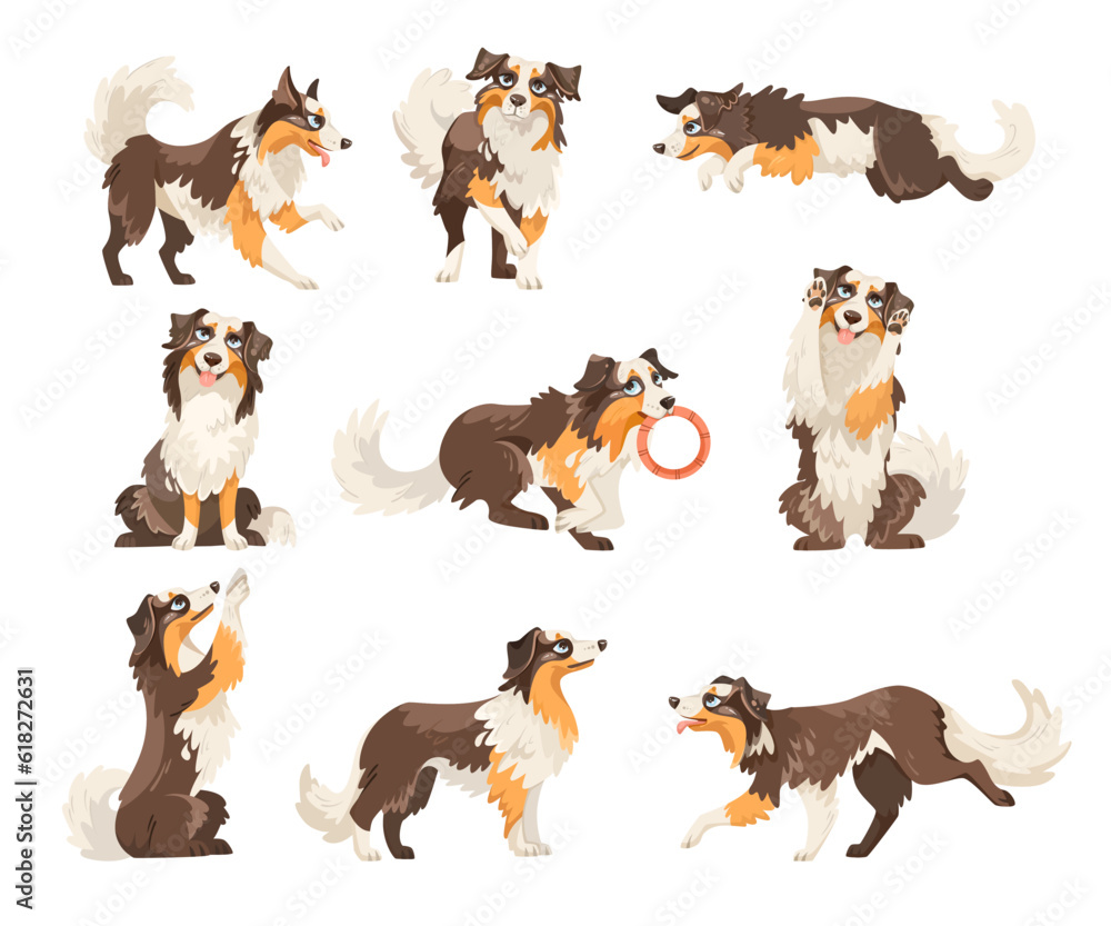 Border Collie Dog Breed in Different Pose Vector Set