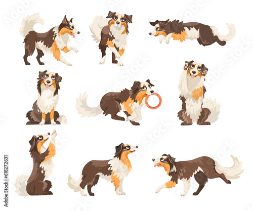 Border Collie Dog Breed in Different Pose Vector Set