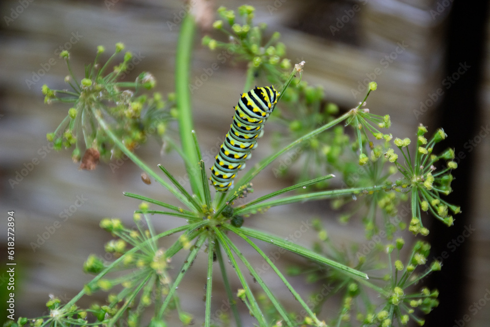 Swallowtail caterpillar on an angelica plant