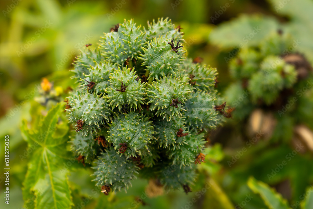 Ricinus communis, Euphorbiaceae buds closeup