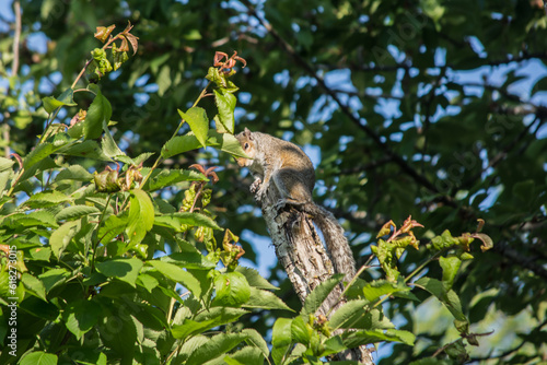 Eastern Gray Squirrel ( Sciurus carolinensis ) on tree stump looking at you
