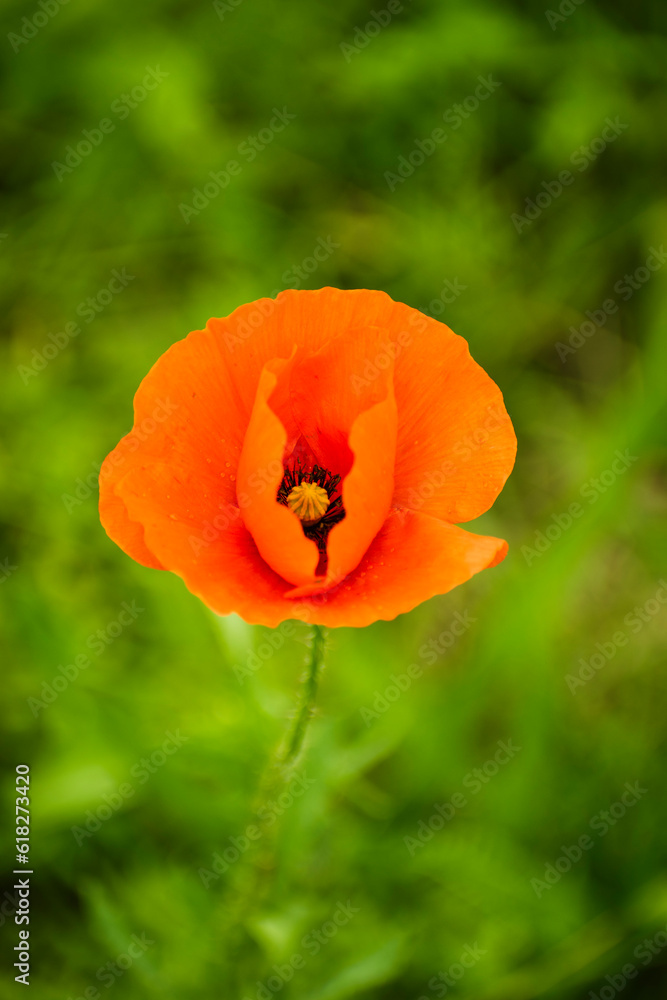 red poppy flowers grow among the fields red poppy flowers grow among the fields