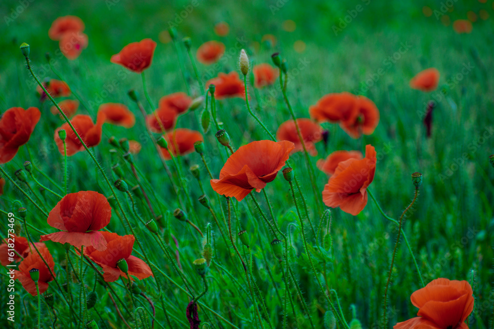 Fototapeta premium red poppy flowers grow among the fields