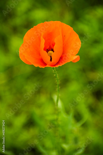 red poppy flowers grow among the fields