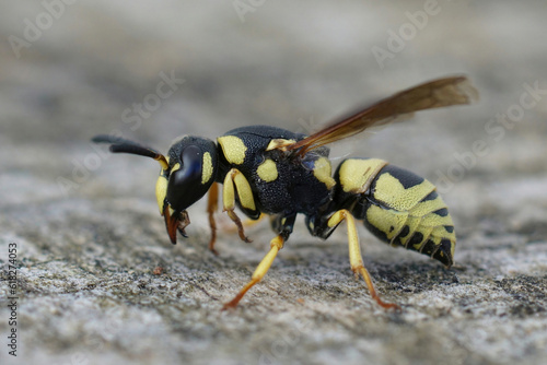 Closeup on a colorful yellow and black Mediterranean potter wasp, Euodynerus dantici sitting on wood © Henk