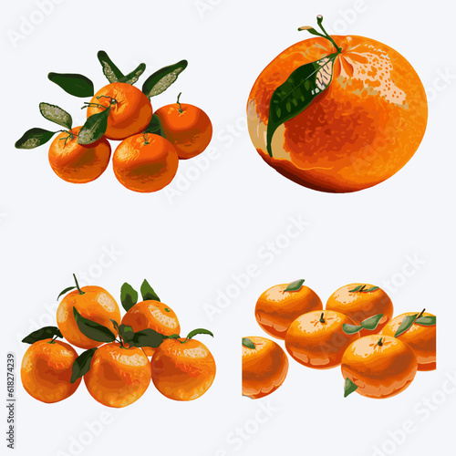 Tangerines and mandarins isolated on white background. Vector illustration.