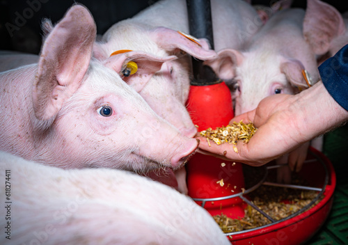 Ferkelfütterung - Landwirt bietet seinen Ferkel auf einer ausgestreckten Hand schmackhaftes Ferkelfutter an, Nahaufnahme.