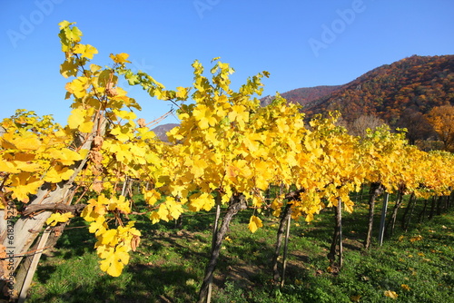 Fototapeta Naklejka Na Ścianę i Meble -  Herbst in der Wachau