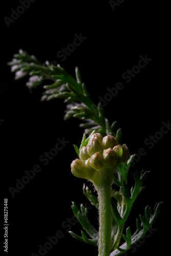 Flower buds and milfoil leaves; Achillea millefolium; macro photography

