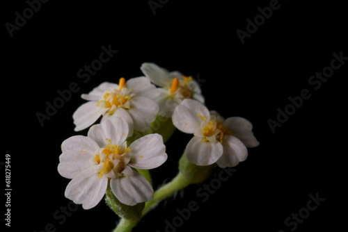 Detail, four little flowers from the large milfoil flower; Achillea millefolium; macro photography 