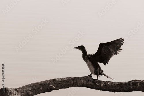 Birding at the Marievale reserve