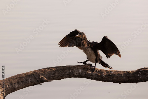 Birding at the Marievale reserve