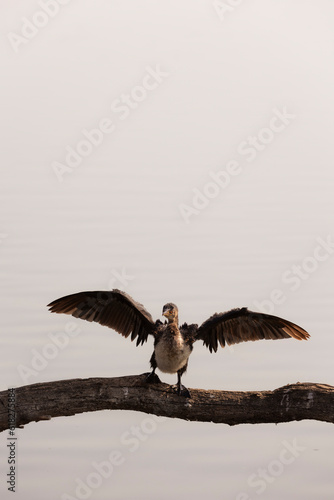 Birding at the Marievale reserve