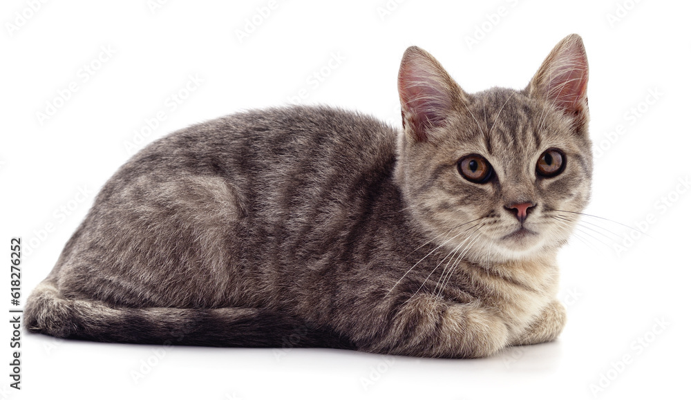 Obraz premium One little kitten.