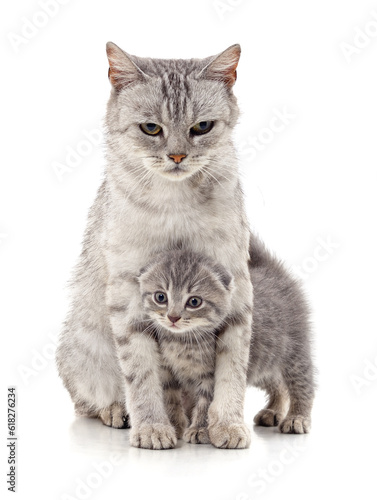 Gray cat and kitten.