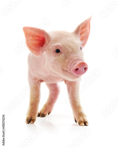 Little pink pig.