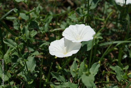 白が美しいヒルガオ科の花